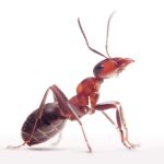 \"Ant